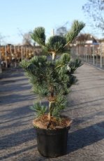 Pinus parviflora 'Tempelhof' | Japanse witte pijnboom 50-60 C8