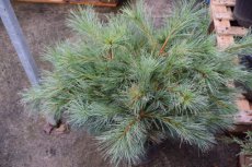 Pinus strobus 90/120 C10 Pinus strobus | Pijnboom 90-120 C10