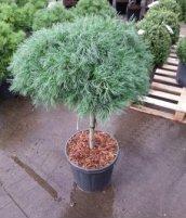 Pinus strobus 'Tiny curls' - stam 30 | Pijnboom 70 C20