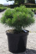 Pinus sylvestris 'Blue Pearl' PBR  40/50 C10