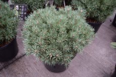 Pinus sylvestris 'Martham' 15/20 C3 Pinus sylvestris ‘Martham’ | Pijnboom 15-20 C3