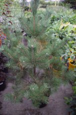 Pinus sylvestris | Grove den 80-100 Mot