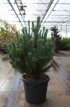 Pinus sylvestris ‘Watereri’ 50/60 C35 Pinus sylvestris ‘Watereri’ | Pijnboom 50-60 C35