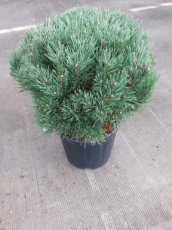 Pinus sylvestris ‘Watereri’ 50/60 C35 Pinus sylvestris ‘Watereri’ | Pijnboom 50-60 C35