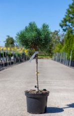 Pinus sylvestris ‘Watereri’ - Stam 40 Pinus sylvestris ‘Watereri’ - Stam 40  | Grove den C7