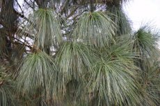 Pinus wallichiana (= excelsa/griffithii) | Tranenden 20-25 C3
