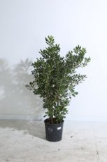 Pittosporum tobira 100/125 C18 Pittosporum tobira - Laurier 100-125 C18