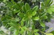 Pittosporum tobira 60/80 C4 Pittosporum tobira - Laurier 60-80 C4