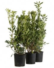 Pittosporum tobira - Laurier 60-80 C4