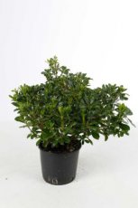 Pittosporum tobira ‘Nanum’ 40/50 C10 Pittosporum tobira  ‘Nanum’ - Laurier  40-50  C10