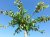 Platanus hispanica (dakvorm) 12/14 Platanus hispanica (=acerifolia ) (parasol) 12/14 C35  | PLATAAN-KNOTPLATAAN