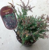 Podocarpus lawrencii(=Alpinus) ‘Red Tip’ | Tasmaanse conifeer 20-25 C