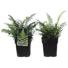 Polystichum aculeatum 30 C2 Polystichum aculeatum | Stijve naaldvaren 30 C2