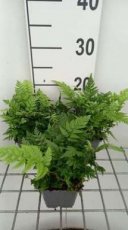 Polystichum rigens | Naaldvaren-Niervaren 40 P9