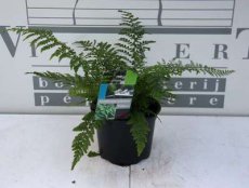 Polystichum setiferum ‘Proliferum’ 40 C2 Polystichum setiferum ‘Proliferum’ | Naaldvaren-Broedvaren 40 C2