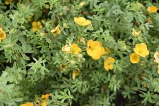 Potentilla aurea | Ganzerik 10 P9