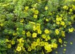 Potentilla frut.'Goldteppich' 25 st. 30/40 BW Potentilla fruticosa 'Goldteppich' 25 st. 30-40  BW | GANZERIK