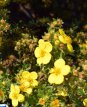 Potentilla frut.'Klondike' 25 st. 30/40 BW Potentilla fruticosa 'Klondike' 25 st. 30-40  BW | GANZERIK