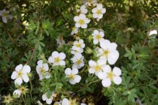 Potentilla fruticosa  ‘Abbotswood’ - Ganzerik 25-30 C3