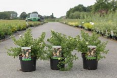 Potentilla fruticosa 'Bella Apple®' - Ganzerik 30-40 C4