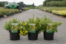 Potentilla fruticosa 'Bella Lindsey®' - Ganzerik 30-40 C4