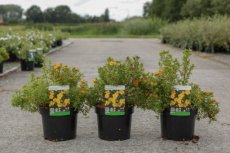 Potentilla fruticosa 'Bella So®l' - Ganzerik 30-40 C4