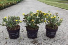 Potentilla fruticosa 'Citrus Tart®' - Ganzerik 30-40 C4