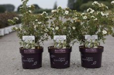 Potentilla fruticosa 'Crème Brulée®' - Ganzerik 30-40 C4