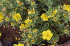 Potentilla fruticosa ‘Elizabeth’(=Sutter's Gold) Ganzerik 20-25 C