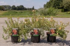 Potentilla fruticosa 'Glamour Girl®' - Ganzerik  30-40 C4