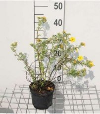 Potentilla fruticosa 'Goldfinger' 20/25 C1.5 Potentilla fruticosa  ‘Goldfinger’ - geel - Ganzerik 20-25 C1.5