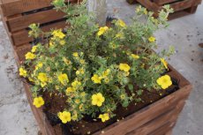 Potentilla fruticosa ‘Goldfinger’ - Ganzerik 25-30 C3