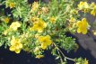 Potentilla frut.'Goldfinger' 25 st. 30/40 BW Potentilla fruticosa 'Goldfinger' 25 st.30-40  BW | GANZERIK