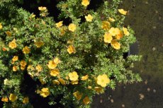 Potentilla fruticosa  ‘Goldstar’ - geel-Ganzerik 25-30 C3