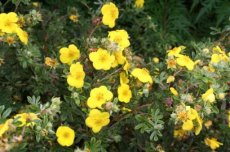 Potentilla fruticosa 'Goldteppich' - geel - Ganzerik 25-30 C3