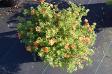 Potentilla fruticosa 'Hopley's Orange'  - oranje-Ganzerik 25-30 C