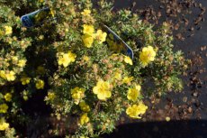 Potentilla fruticosa 'Klondike' - geel-Ganzerik 25-30 C3