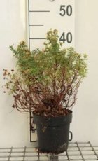 Potentilla fruticosa ‘Kobold’ 20/25 C1.5