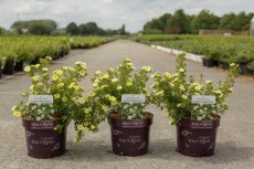 Potentilla fruticosa 'Lemon Meringue®' - Ganzerik 30-40 C4