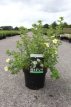 Potentilla fruticosa 'Limelight' 30/40 C4 Potentilla fruticosa 'Limelight' - Ganzerik 30-40 C4