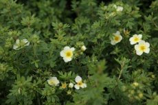 Potentilla fruticosa 'Limelight' - Ganzerik 30-40 C4