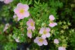 Potentilla fruticosa ‘Lovely Pink’ 25/30 C3 Potentilla fruticosa  ‘Lovely Pink’ - roze - Ganzerik 25-30 C3