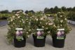 Potentilla fruticosa ‘Lovely Pink’ 30/40 C4 Potentilla fruticosa  ‘Lovely Pink’ - roze - Ganzerik 30-40 C4