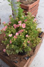 Potentilla fruticosa  ‘Lovely Pink’ - roze - Ganzerik 25-30 C3