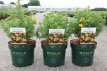 Potentilla fruticosa 'Mango Tango®' 30/40 C4 Potentilla fruticosa 'Mango Tango®' - Ganzerik 30-40 C4