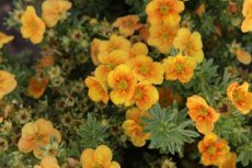 Potentilla fruticosa 'Mango Tango®' - Ganzerik 30-40 C4