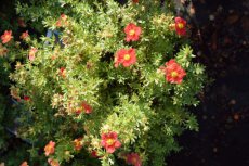 Potentilla fruticosa  'Marian Red Robin'®(=‘Marrob’) - rood - Ganzerik 25-30 C3