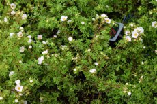 Potentilla fruticosa 'Princess'  (=‘Pink Queen’-Blink) - roze - Ganzerik 25-30 C3