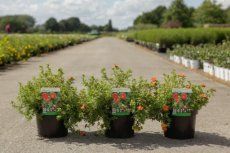 Potentilla fruticosa ' Red Lady®' - Ganzerik  30-40 C4