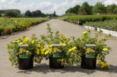 Potentilla fruticosa 'Sommerflor' - Ganzerik 30-40 C4